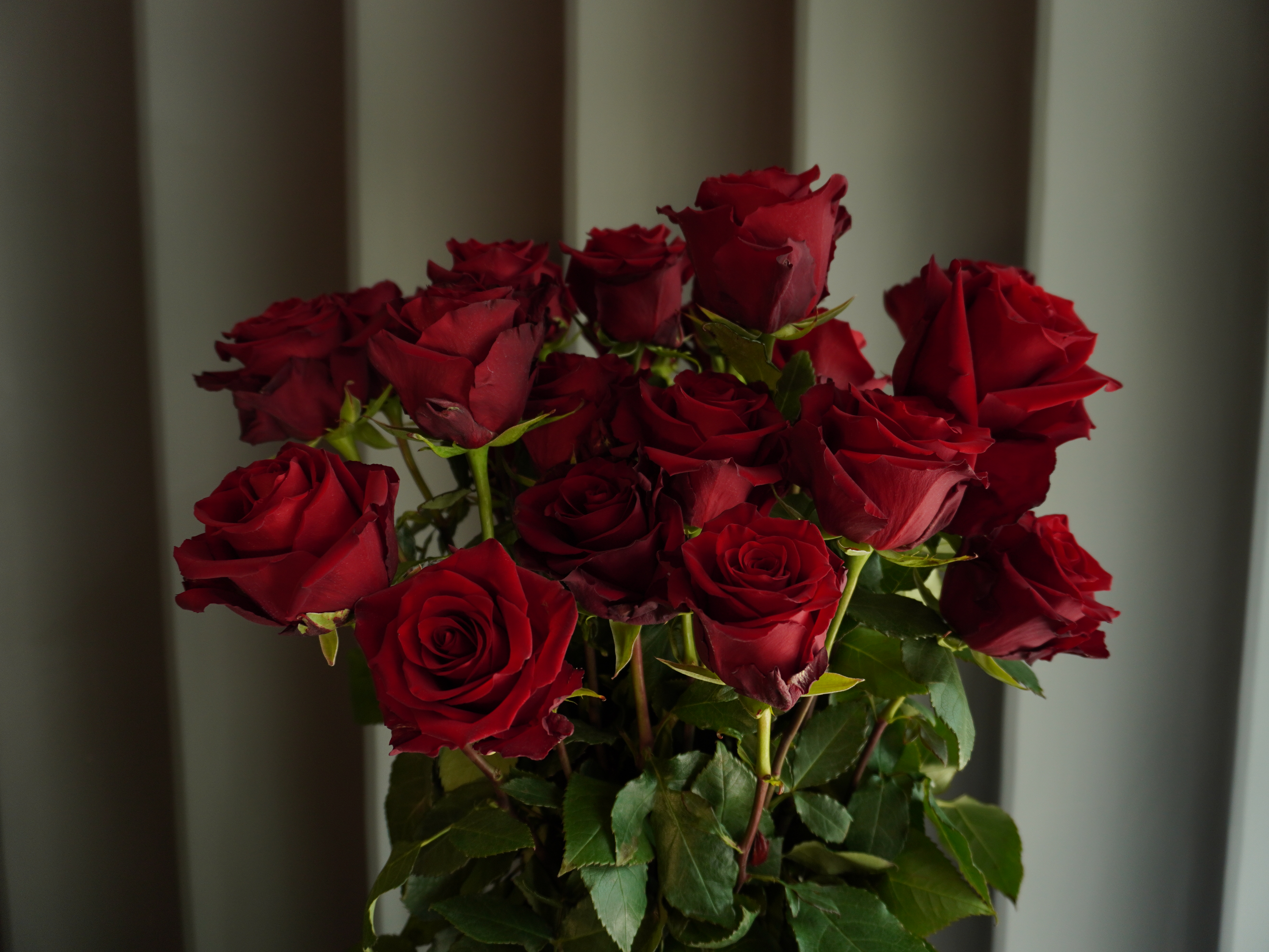 картинка Роза красная (Rosa Roja) от Цветочный бутик "Narciss"
